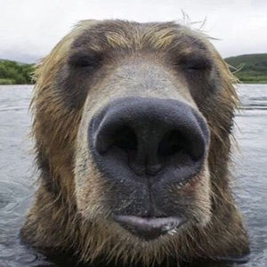 Meet your Posher, Benjamin